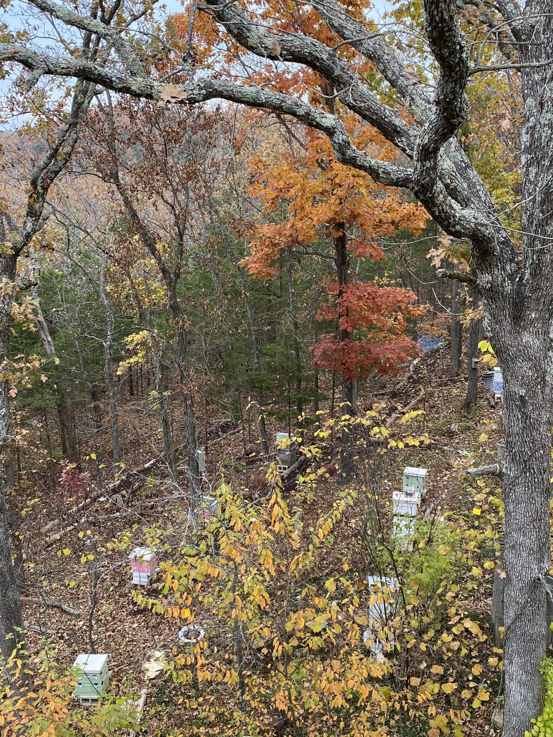 North Apiary in the fall:
Image Courtesy of Charlotte Ekker Wiggins
